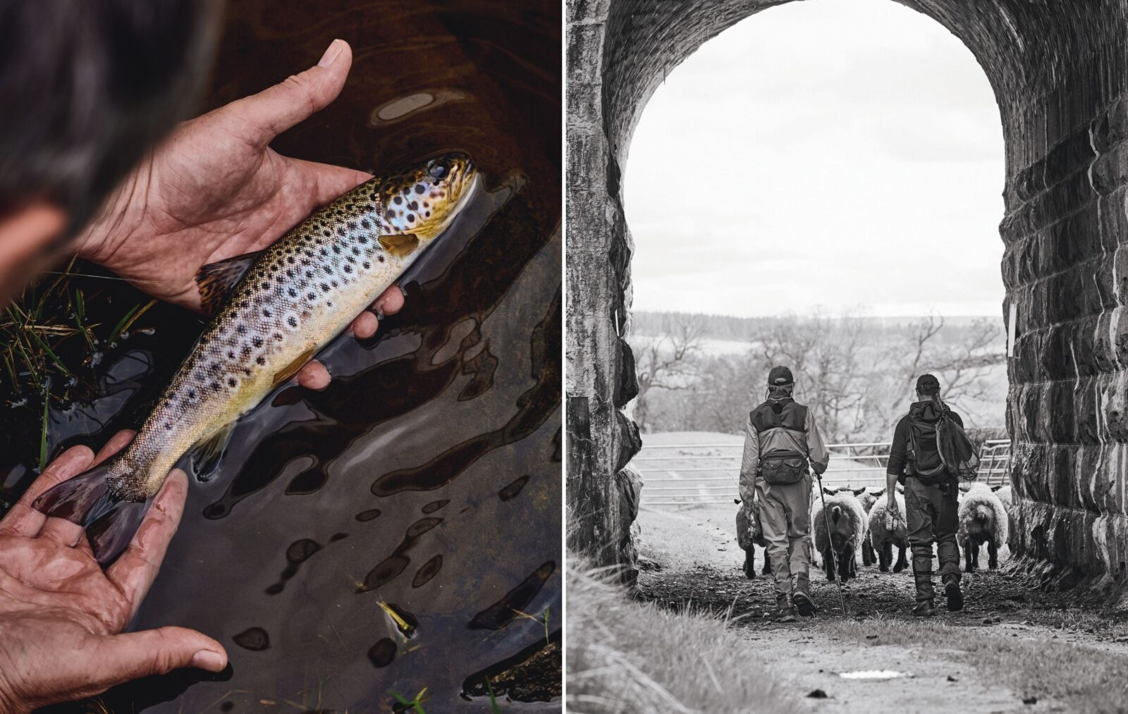 A brown trout in dark water; men walk through a stone arch