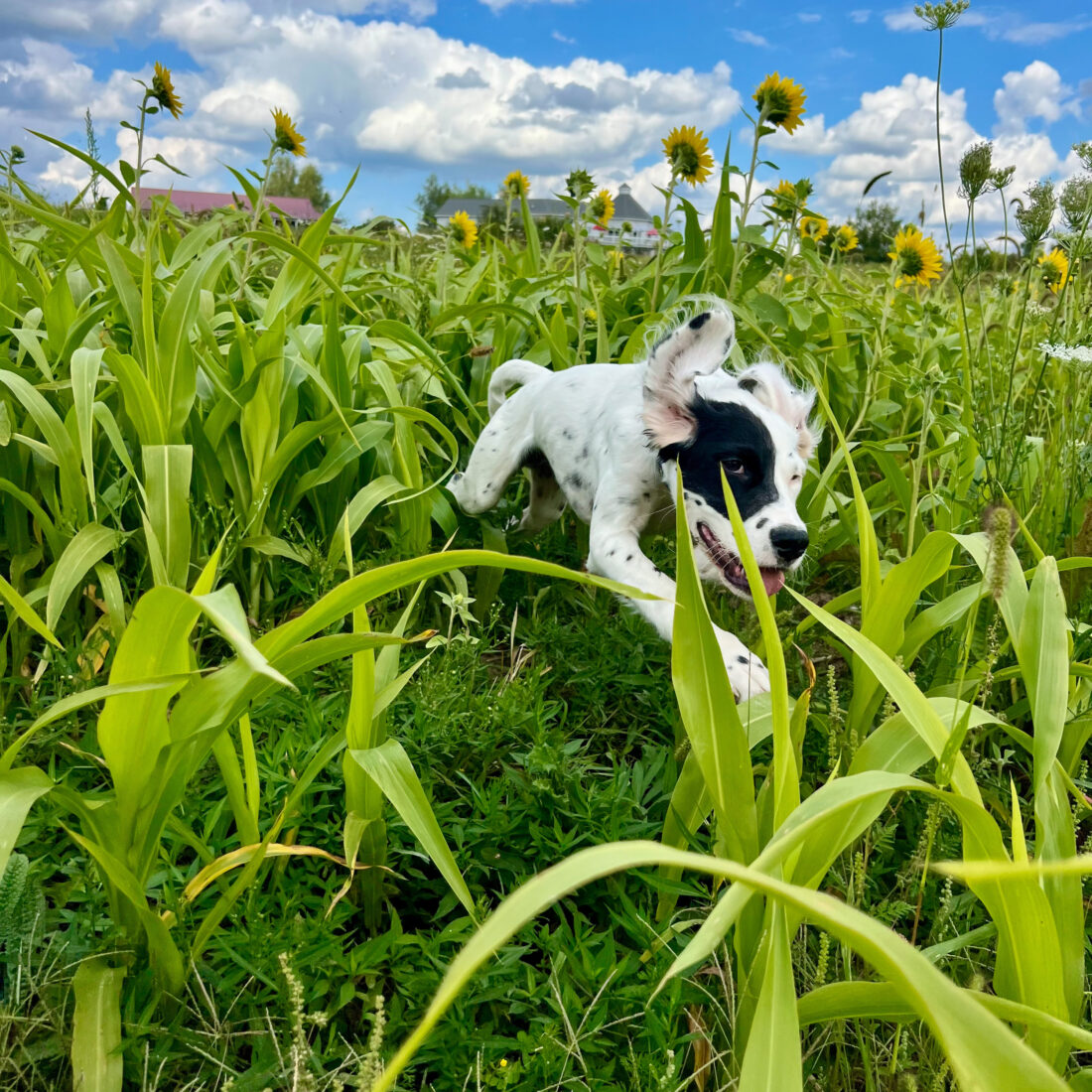 A black and white dog runs through a field