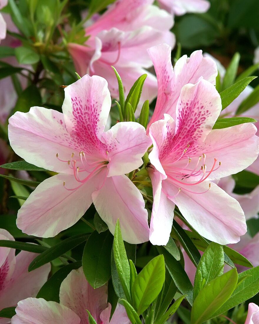 A pink azalea