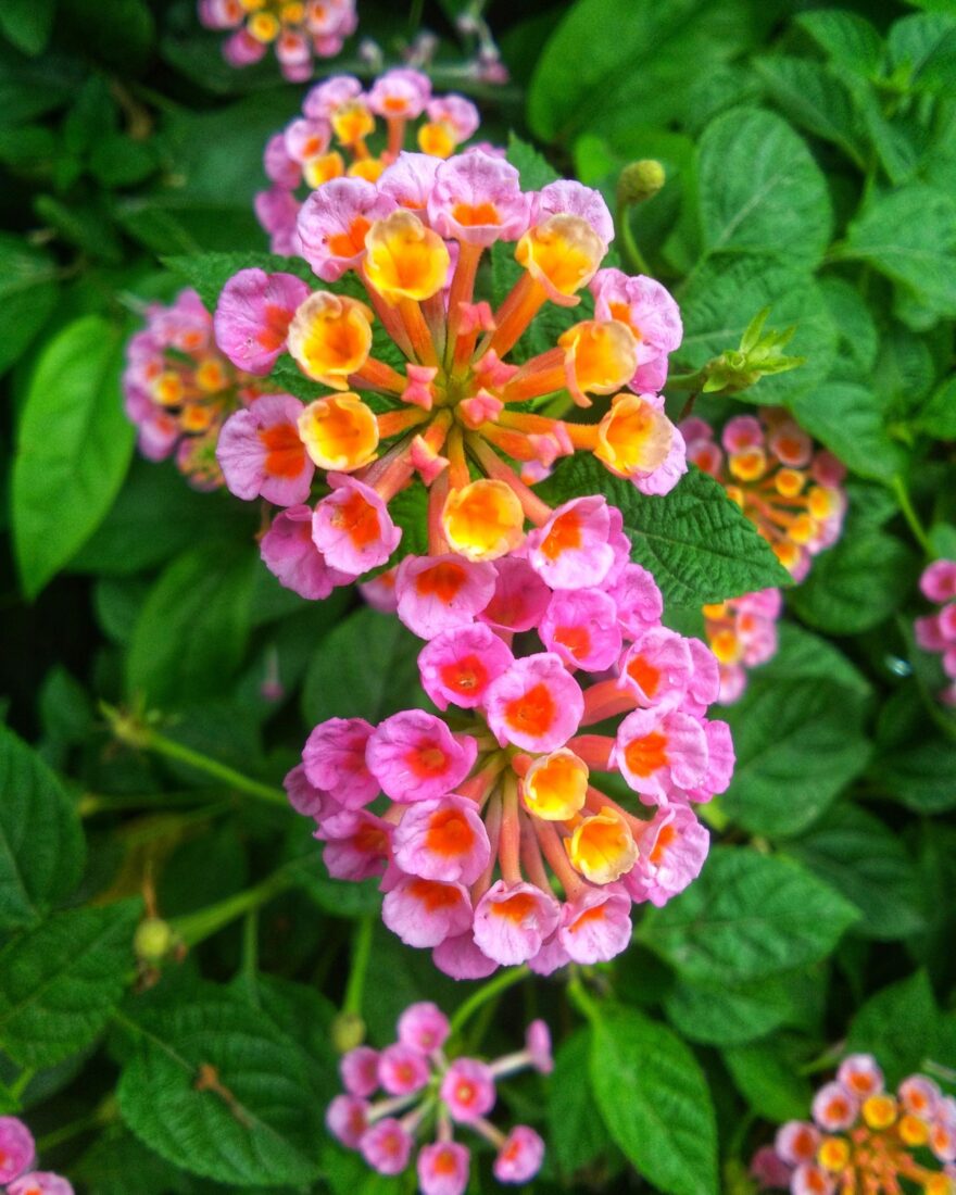 A lantana plant