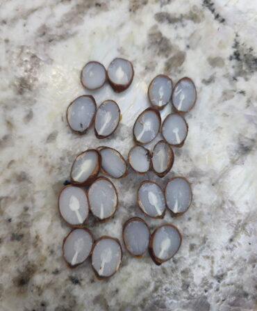 split persimmon seeds
