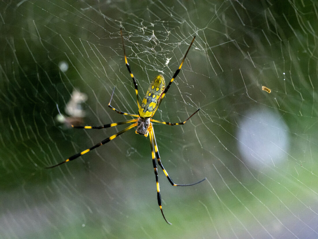 A yellow spider in a web