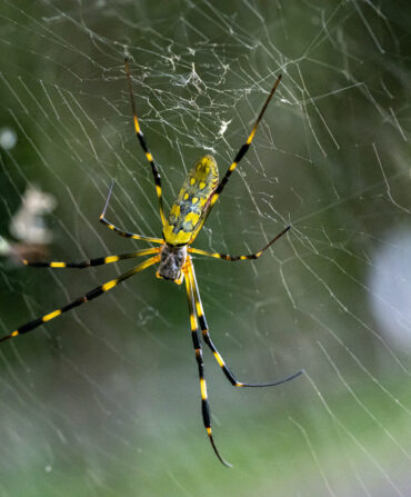 A yellow spider in a web