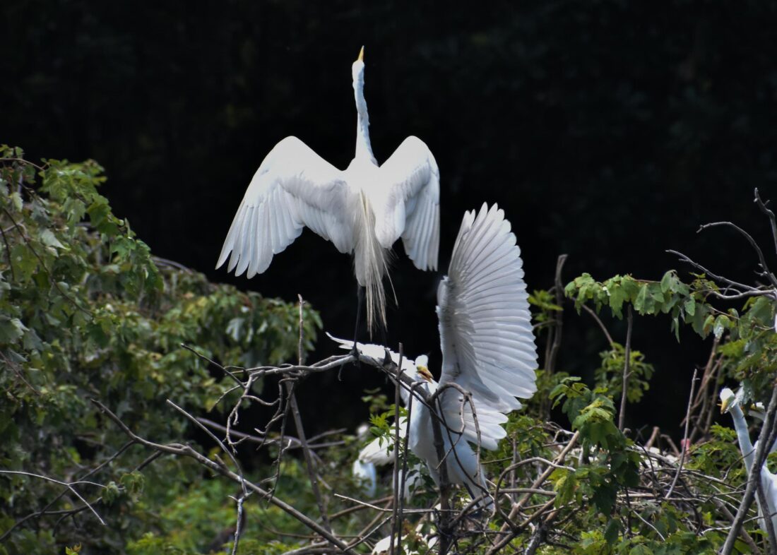 A pair of great egrets