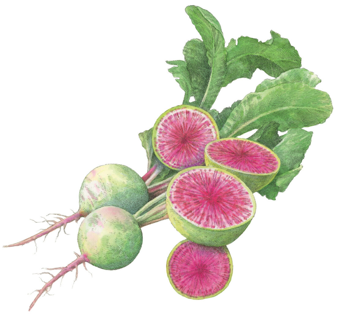 An illustration of watermelon radishes with pink centers and green exteriors.