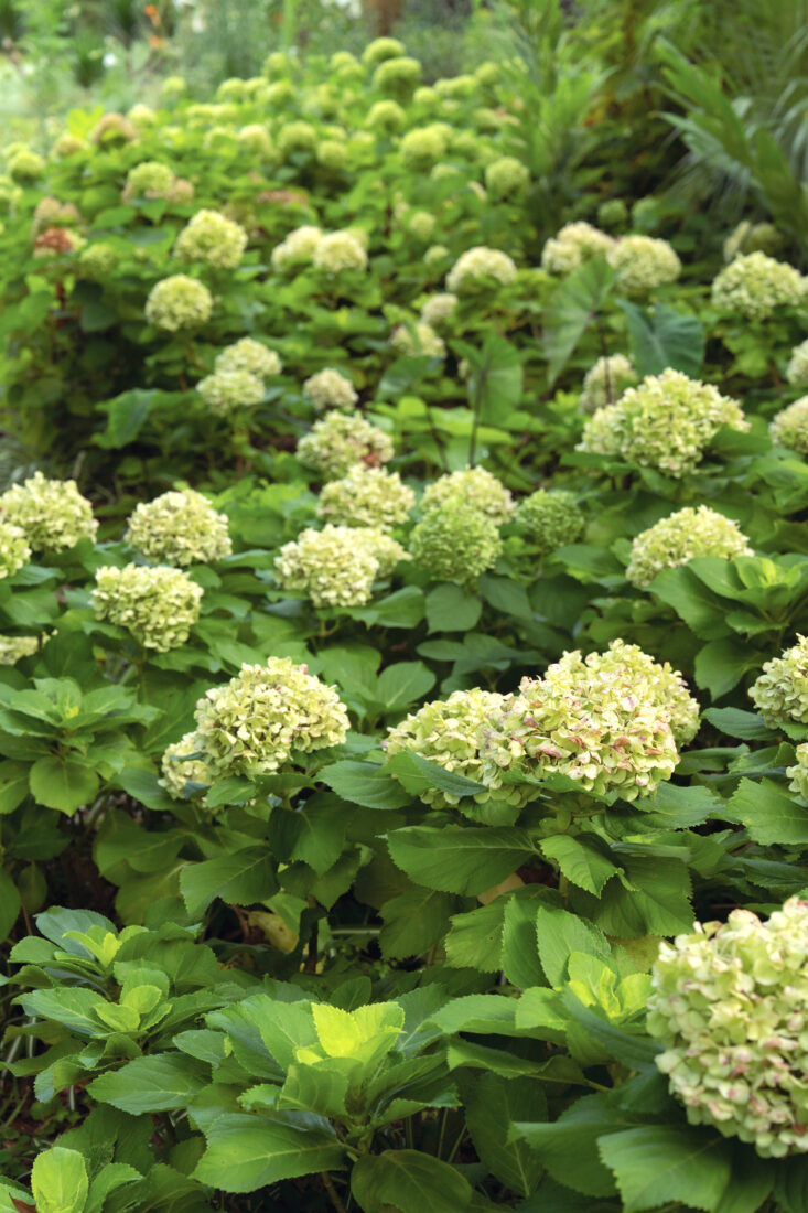 Lemon Daddy hydrangeas