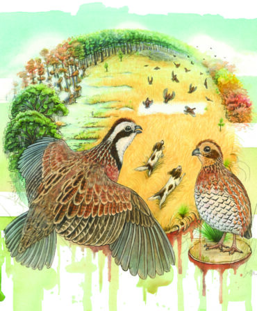 an illustration of quail