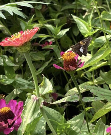 A silver-spotted skipper on a zinnia