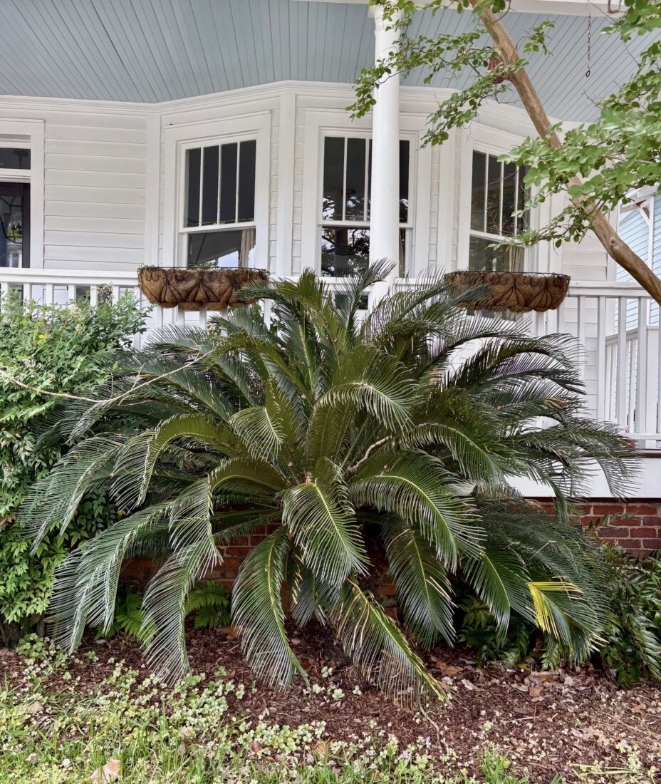 A sago palm