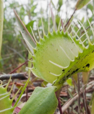 A Venus flytrap in the wild