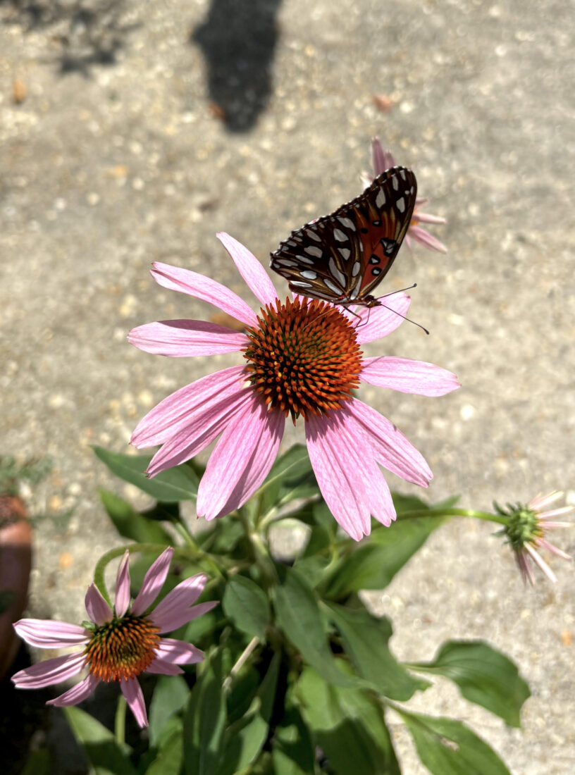 A Gulf fritillary perches on a coneflower.