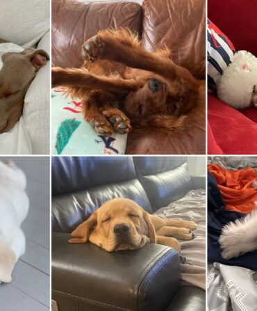 A collage of sleeping dogs